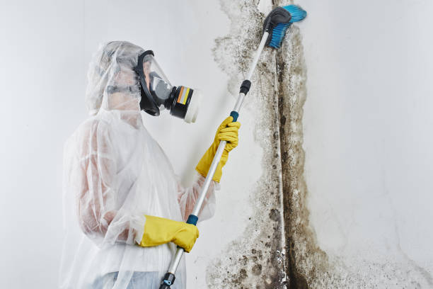 Best Attic Mold Removal  in Avon, OH