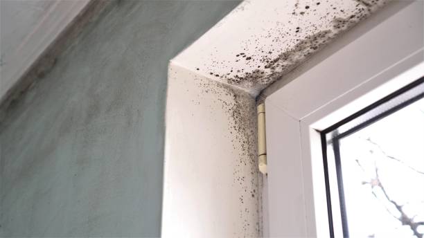 Best Black Mold Removal  in Avon, OH