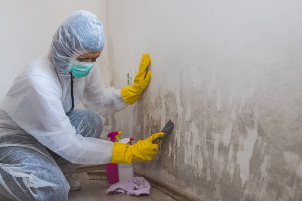 Attic Mold Removal in Avon, OH