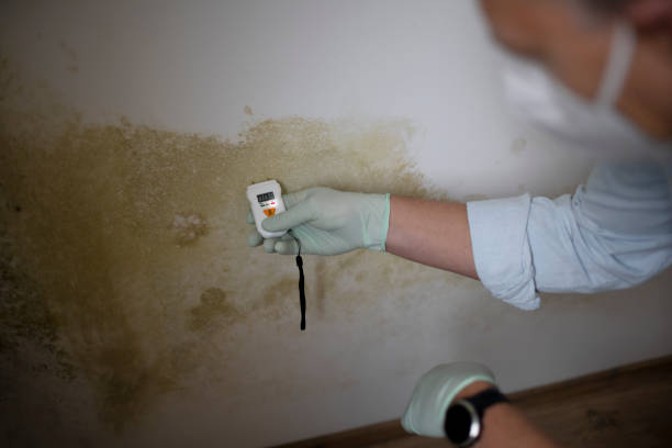 Best Local Mold Removal Service  in Avon, OH